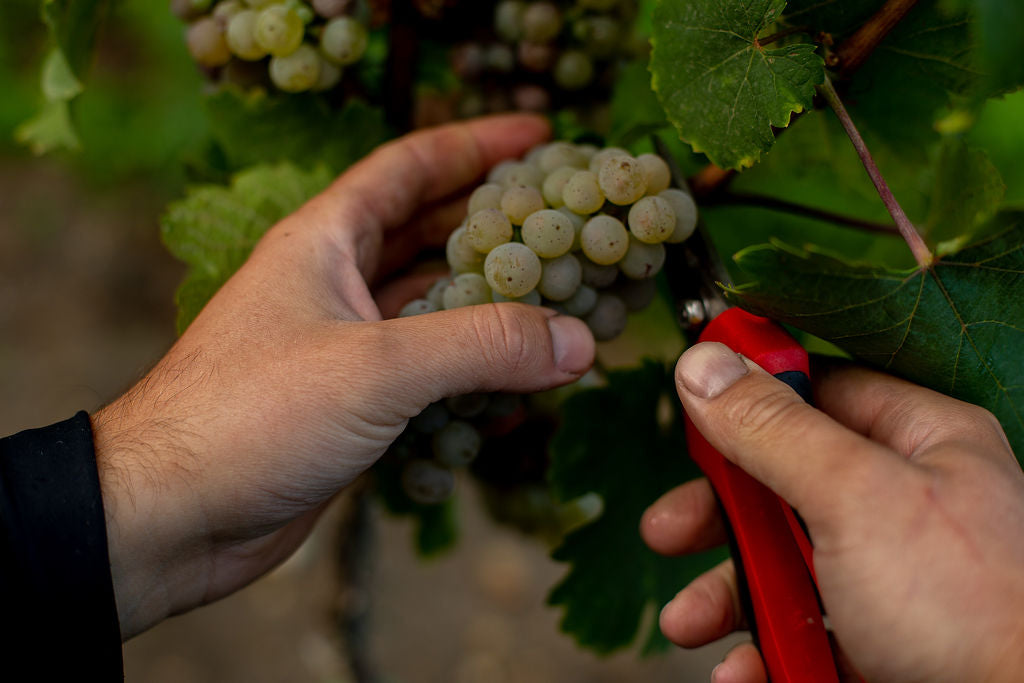 Wir sind überglücklich - Weinlese 2022 beendet!