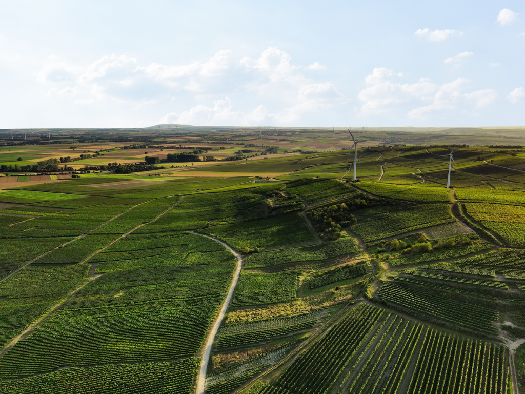 Selzer Gottesgarten - unsere beste Lage. Weingut Binzel, Rheinhessen